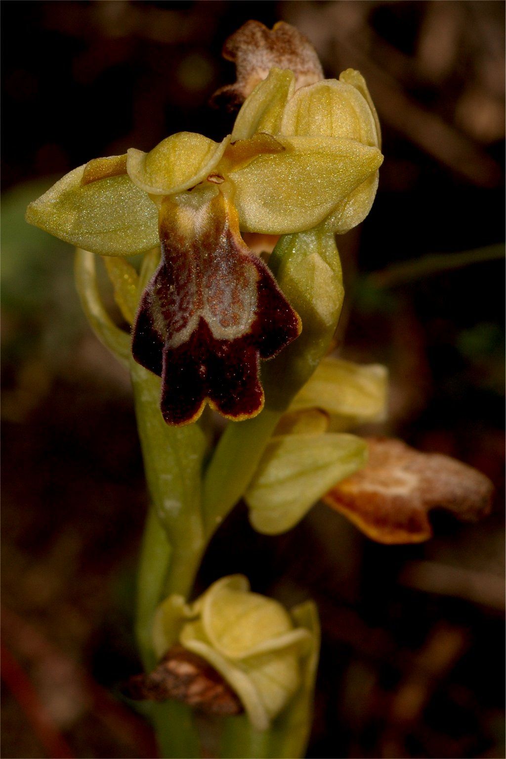 Ophrys lucentina